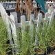 GRASS PEN.KARLEY ROSE #2