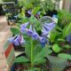 MERTENSIA VIRGINICA #1