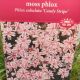 PHLOX S. CANDY STRIPE #1