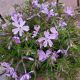 PHLOX S. EMERALD BLUE #1