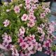 PHLOX S. EYE CANDY #1