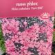 PHLOX FORT HILL #1