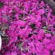 PHLOX SPRING HOT PINK #1