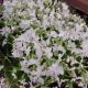 PHLOX SPRING WHITE #1