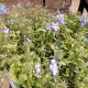 PHLOX D. BLUE MOON #1