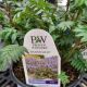 POLEMONIUM HEAVEN SCENT #1