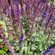 SALVIA CARADONNA #2