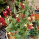 SPIGELIA LITTLE RED HEAD #1