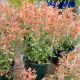 AGASTACHE KUDOS MANDARIN #1.5