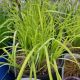 GRASS CAREX AUREA #1.5