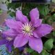 CLEMATIS CHEVALIER #2