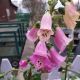 DIGITALIS FOXY HYBRIDS #2