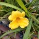 HEMEROCALLIS STELLA D'ORO QT