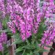 SALVIA BACK TO THE FUCHSIA #1.5