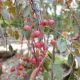 CRABAPPLE RUBY TEARS 1.75