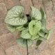 BRUNNERA QUEEN OF HEARTS #1