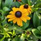 RUDBECKIA GOLDSTURM #1