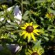 RUDBECKIA FULGIDA LITTLE GOLDSTAR #1