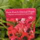 PAPAVER FRUIT PUNCH #1