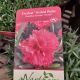 DIANTHUS EVERLAST ORCHID #1
