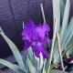 IRIS GERMANICA BATIK #1