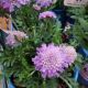 SCABIOSA BUTTERFLY BLUE #1