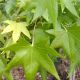 SWEETGUM HAPPIDAZE#30