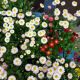 BELLIS POMPONETTE MIX 3.5