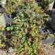 VINE PARTHENOCISSUS TRICUSPIDATA #1