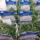PHLOX S. CANDY STRIPE 3.5