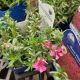 PHLOX S. SCARLET FLAME 3.5