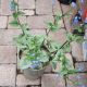 BRUNNERA STERLING SILVER #1