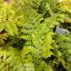FERN JAPANESE TASSEL 4.5