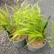GRASS HAKONECHLOA ALL GOLD #1