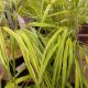 GRASS HAKONECHLOA MACRA AUREOLA  #1