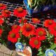 ECHINACEA KISMET INTENSE ORANGE #1