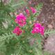 ACHILLEA SASSY SUMMER TAFFY #1