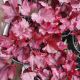 HEUCHERA WILD ROSE #1