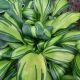 HOSTA RAINBOWS END #1.5