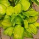 HOSTA STAINED GLASS #1.5