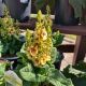 VERBASCUM DARK EYES #1