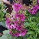 VERBASCUM PLUM SMOKEY #1