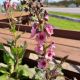 VERBASCUM SOUTHERN CHARM #1
