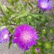 STOKESIA HONEYSONG  #1