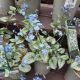 BRUNNERA JACK FROST QT
