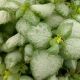 LAMIUM WHITE NANCY #1