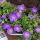 CAMPANULA RAPIDO BLUE QT