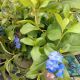 CERATOSTIGMA PLUMBAGINOIDES QT