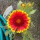 GAILLARDIA ARIZONA  SUN QT