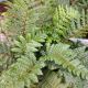 FERN JAPANESE TASSEL #2
